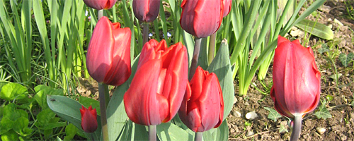 Foto - Tulpen